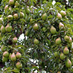 Fruktträd päron