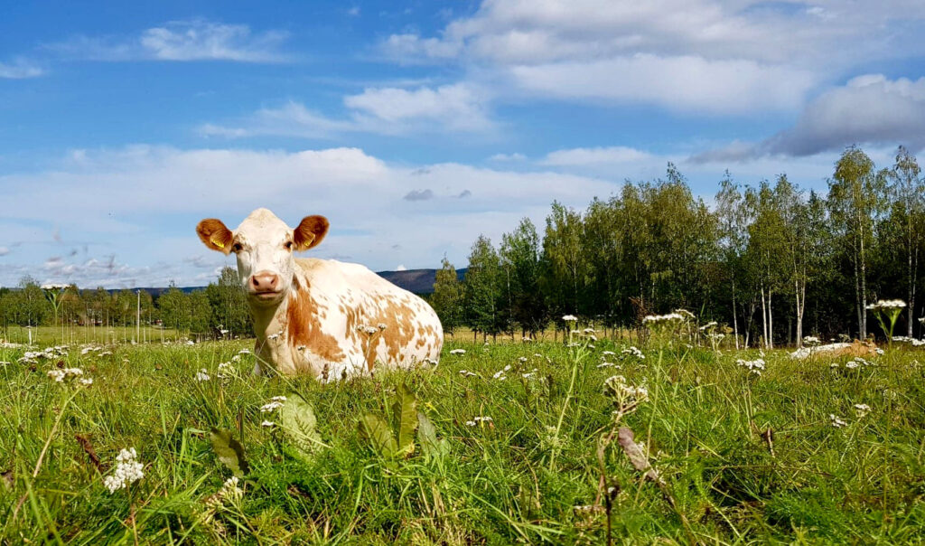 Mathantverket Vuollerim